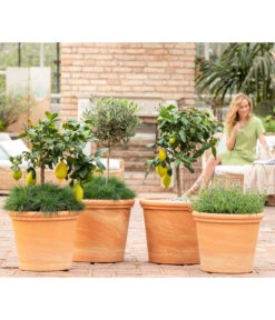 Blauschwingel 'Compact Blue' -Gartenbedarf Verkäufe 2024 8037780 7120942 8092108 3697612 WE MO 001 SpaetsommerTerrasseCitrusOliveLavandulaFestuca