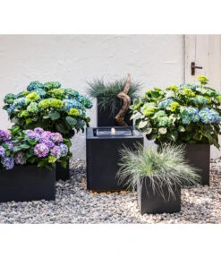 Blauschwingel 'Compact Blue' -Gartenbedarf Verkäufe 2024 8037780 7222805 WE MO 001 BauerhortensieHydragenaMacrophylla