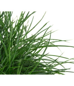 Blauschwingel 'Compact Blue' -Gartenbedarf Verkäufe 2024 8037780 WE DE 001 FestucaGlaucaIntenseBlueT11Blauschwingel