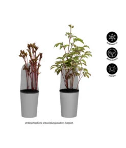 Pfingstrose 'Red Charm' 7 Pfingstrose 'Red Charm' -Gartenbedarf Verkäufe 2024 8037798 WE IG 001 Pfingstrosen 1