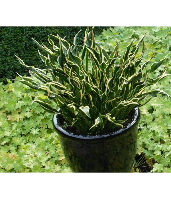 Funkie 'Hands Up' 4 Funkie 'Hands Up' – Bild 2