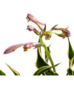 Funkie 'Hands Up' 7 Funkie 'Hands Up' -Gartenbedarf Verkäufe 2024 8041303 WE DE 001 HostaFunkieHandsUpT13