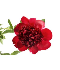 Pfingstrose 'Red Charm' 6 Pfingstrose 'Red Charm' -Gartenbedarf Verkäufe 2024 8041360 PR DE 001 PaeoniaCoralRedCharmPfingstrose4LDehnerExpressHerzig