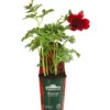 Pfingstrose 'Red Charm' -Gartenbedarf Verkäufe 2024 8041360 PR FS 001 PaeoniaCoralRedCharmPfingstrose4LDehnerExpressHerzig