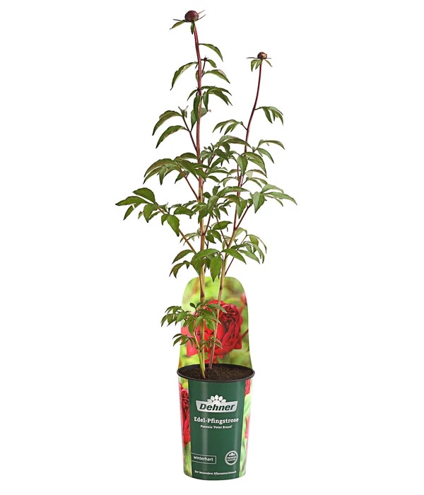 Edel-Pfingstrose 'Peter Brand' 3 Edel-Pfingstrose 'Peter Brand'