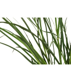 Pampasgras 'Sunningdale Silver' 7 Pampasgras 'Sunningdale Silver' -Gartenbedarf Verkäufe 2024 8042525 WE DE 001 CortaderiaSelloanaSunningdaleSilverPampasgrasT19