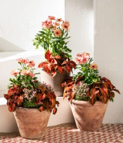 Moos-Steinbrech, Verschiedene Sorten -Gartenbedarf Verkäufe 2024 8048357 8036394 WE MO 001 RanunculusRococoT19SaxifragaT10 5