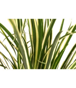 Grasartiger Kalmus 'Argenteostriatus' -Gartenbedarf Verkäufe 2024 8048910 WE DE 001 GrasartigerKalmusArgenteostraiatusT14