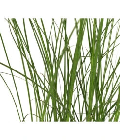 Chinaschilf 'Gracillimus' 9 Chinaschilf 'Gracillimus' -Gartenbedarf Verkäufe 2024 8049066 WE DE 005 MiscanthusSinensisCracillimusChinaschilfT14