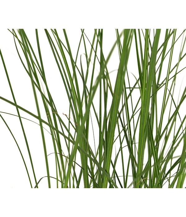 Chinaschilf 'Gracillimus' 6 Chinaschilf 'Gracillimus' – Bild 4