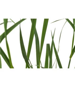 Rutenhirse 'Prairie Sky' -Gartenbedarf Verkäufe 2024 8049116 PR DE 001 PanicumVirgatumPrairieSkyRutenhirseT14DehnerExpressHerzig