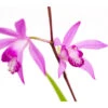 Dehner Japanorchidee - Gartenorchidee 2 Dehner Japanorchidee - Gartenorchidee -Gartenbedarf Verkäufe 2024 8049454 WE DE 001 JapanorchideeBletillaStriataT9DehnerExpressZS