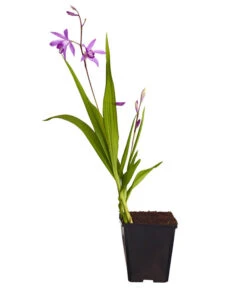Dehner Japanorchidee - Gartenorchidee 6 Dehner Japanorchidee - Gartenorchidee -Gartenbedarf Verkäufe 2024 8049454 WE FS 001 JapanorchideeBletillaStriataT9DehnerExpressZS