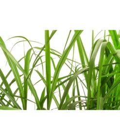 Riesen-Chinaschilf In Pflanztasche, Ca. B100 Cm 7 Riesen-Chinaschilf In Pflanztasche, Ca. B100 Cm -Gartenbedarf Verkäufe 2024 8050239 WE DE 001 BigBagSichtschutzGraeserChinaschilfGingantheus