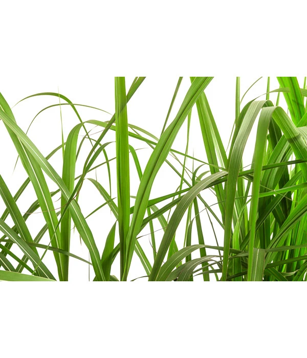 Riesen-Chinaschilf In Pflanztasche, Ca. B100 Cm 5 Riesen-Chinaschilf In Pflanztasche, Ca. B100 Cm – Bild 3