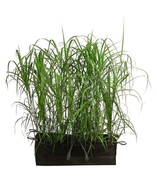 Riesen-Chinaschilf In Pflanztasche, Ca. B100 Cm 3 Riesen-Chinaschilf In Pflanztasche, Ca. B100 Cm