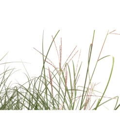 Chinaschilf 'Gracillimus' In Pflanztasche, Ca. B100 Cm -Gartenbedarf Verkäufe 2024 8050288 WE DE 001 BigBagSichtschutzGraeserChinaschilfGracilimus