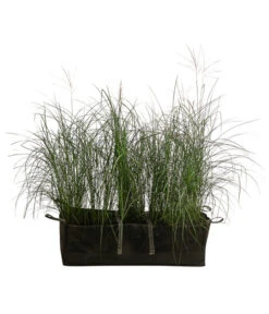 Chinaschilf 'Gracillimus' In Pflanztasche, Ca. B100 Cm