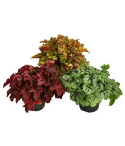 Purpurglöckchen-Set Buntes Glück, 3-teilig