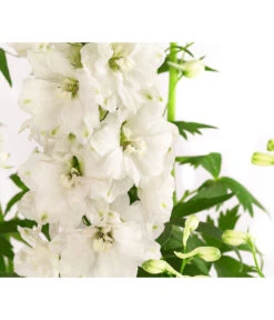 Rittersporn, Verschiedene Farben 18 Rittersporn, Verschiedene Farben -Gartenbedarf Verkäufe 2024 8052037 WE DE 001 RitterspornDelphiniumXElatumWeiss