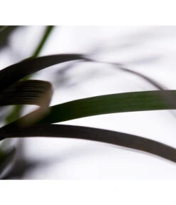 Schwarzer Schlangenbart 'Niger' 5 Schwarzer Schlangenbart 'Niger' -Gartenbedarf Verkäufe 2024 8090730 WE DE 001 OphiopogonPlaniscarpusDehnerExpressZS