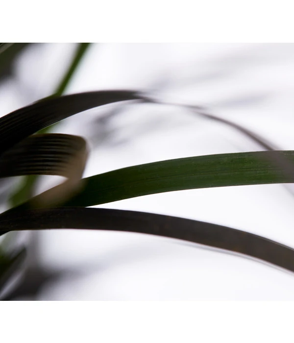 Schwarzer Schlangenbart 'Niger' 4 Schwarzer Schlangenbart 'Niger' – Bild 2