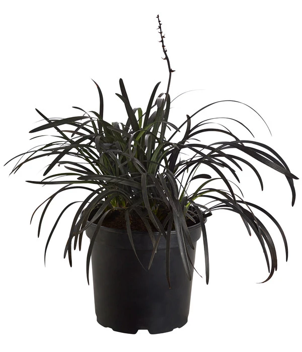 Schwarzer Schlangenbart 'Niger' 3 Schwarzer Schlangenbart 'Niger'