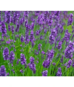 Lavendel 'Olympia' -Gartenbedarf Verkäufe 2024 8094096 PR MO 001 DownderryOlympiaHelix