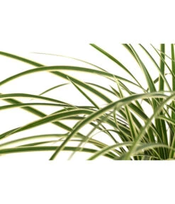 Japan-Segge 'Vanilla Ice' -Gartenbedarf Verkäufe 2024 8095275 WE DE 001 CarexMorowiiVanillaIceSeggeT14