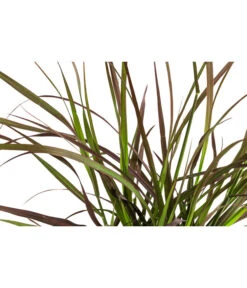 Rotes Lampenputzergras 'Summer Samba' -Gartenbedarf Verkäufe 2024 8095903 WE DE 001 LampenputzergrasSummerSambaT14