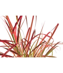 Afrikanisches Lampenputzergras 'Fireworks' 7 Afrikanisches Lampenputzergras 'Fireworks' -Gartenbedarf Verkäufe 2024 8095929 WE DE 001 LampenputzergrasFireworksT14