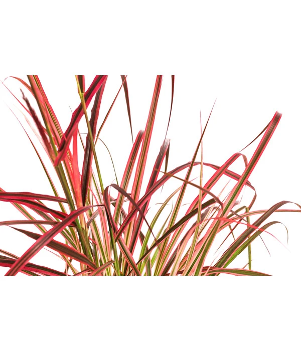 Afrikanisches Lampenputzergras 'Fireworks' 5 Afrikanisches Lampenputzergras 'Fireworks' – Bild 3