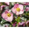 Schneerose 'Ice 'n' Roses® Early Rose' - Helleborus Gold Collection® -Gartenbedarf Verkäufe 2024 8096093 WE MO 002 SchneeroseHelleborusEarlyRose