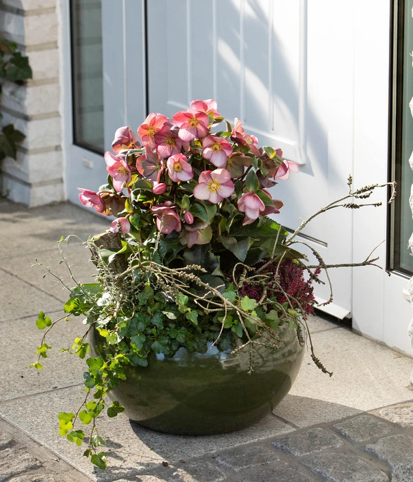 Schneerose 'Ice 'n' Roses® Early Rose' - Helleborus Gold Collection® 4 Schneerose 'Ice 'n' Roses® Early Rose' - Helleborus Gold Collection® – Bild 2