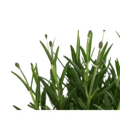 Lavendel 'Royal Blue' 11 Lavendel 'Royal Blue' -Gartenbedarf Verkäufe 2024 8097545 WE DE 001 LavendelRoyalBlue1L