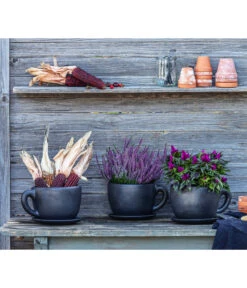 Federbusch 'Venezuela' -Gartenbedarf Verkäufe 2024 8122210 WE MO 001 Ziermais