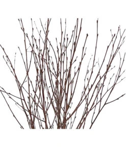 Birkenzweige-Bund, Ca. 70 Cm 9 Birkenzweige-Bund, Ca. 70 Cm -Gartenbedarf Verkäufe 2024 8148819 PR DE 001 BirkenzweigeNaturKurzBundDehnerExpressHerzig 2