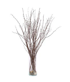 Birkenzweige-Bund, Ca. 70 Cm 8 Birkenzweige-Bund, Ca. 70 Cm -Gartenbedarf Verkäufe 2024 8148819 PR FS 002 BirkenzweigeNaturKurzBundDehnerExpressHerzig