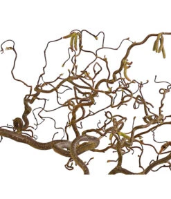 Bio Korkenzieherhasel -Gartenbedarf Verkäufe 2024 8149072 WE DE 001 KorkenzieherhaselBio80 100cmDehnerExpressHerzig