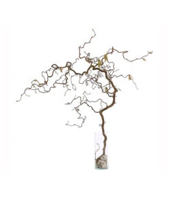 Bio Korkenzieherhasel -Gartenbedarf Verkäufe 2024 8149072 WE FS 002 KorkenzieherhaselBio80 100cmDehnerExpressHerzig 2