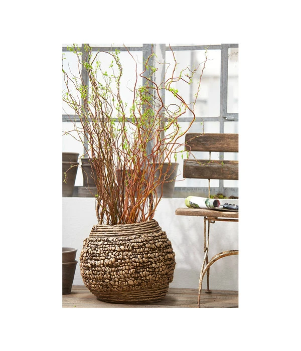 Korkenzieherweide-Bund 6 Korkenzieherweide-Bund – Bild 4