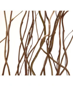 Korkenzieherweide-Bund 12 Korkenzieherweide-Bund -Gartenbedarf Verkäufe 2024 8149114 WE DE 001 Salix B