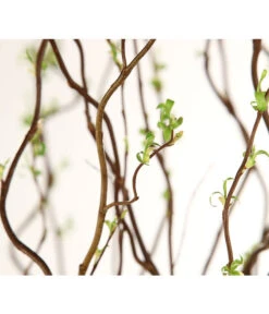 Korkenzieherweide-Bund 13 Korkenzieherweide-Bund -Gartenbedarf Verkäufe 2024 8149114 WE DE 003 Salix B