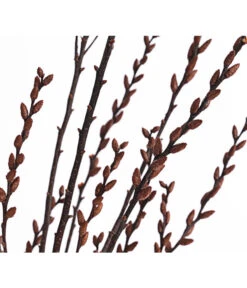 Sumpfkätzchen-Bund, Ca. 80-100 Cm 9 Sumpfkätzchen-Bund, Ca. 80-100 Cm -Gartenbedarf Verkäufe 2024 8149254 PR DE 001 SumpfkaetzchenBundNaturDehnerExpressHerzig