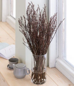 Sumpfkätzchen-Bund, Ca. 80-100 Cm 8 Sumpfkätzchen-Bund, Ca. 80-100 Cm -Gartenbedarf Verkäufe 2024 8149254 WE MO 001 SumpfkaetzchenHandbund