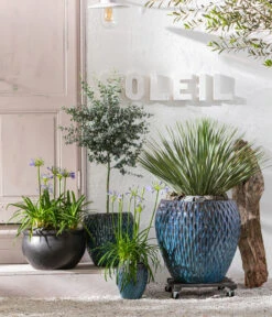 Schmucklilie -Gartenbedarf Verkäufe 2024 8200735 WE MO 001 AgapanthusT17 1