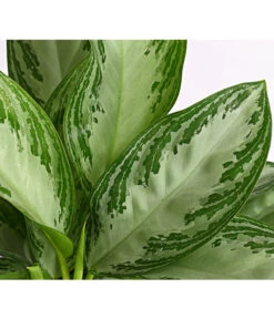 Kolbenfaden - Aglaonema Commutatum 'Silverbay' -Gartenbedarf Verkäufe 2024 8201071 PR DE 001 KolbenfadenAglaonemaSiverBayT17DehnerExpressHerzig