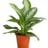 Kolbenfaden - Aglaonema Commutatum 'Silverbay' -Gartenbedarf Verkäufe 2024 8201071 PR FS 001 KolbenfadenAglaonemaSiverBayT17DehnerExpressHerzig