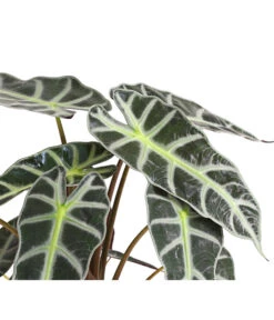 Pfeilblatt - Alocasia Amazonica 'Polly' -Gartenbedarf Verkäufe 2024 8201253 PR DE 001 TropenwurzAlocasiaPollyT12DehnerExpressHerzig