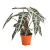 Pfeilblatt - Alocasia Amazonica 'Polly' 2 Pfeilblatt - Alocasia Amazonica 'Polly' -Gartenbedarf Verkäufe 2024 8201253 PR FS 001 TropenwurzAlocasiaPollyT12DehnerExpressHerzig